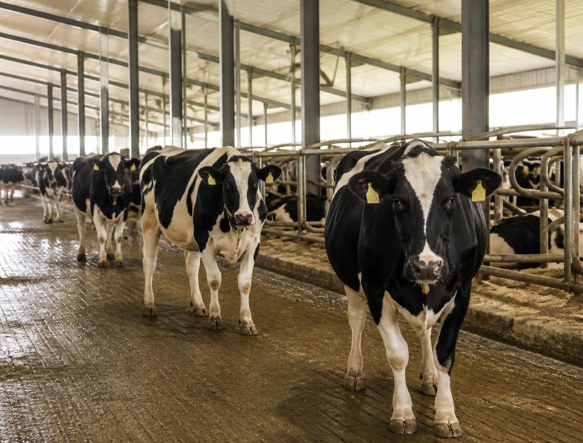 Dairy cattle in a modern barn